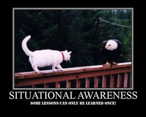 Situational Awareness - cat vs eagle