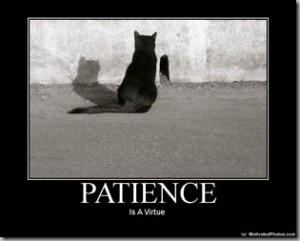 Cat patience